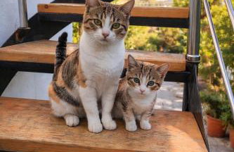 dream tiny house & luxury tent - Foto 7