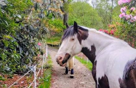 Granite Croft - Foto 36