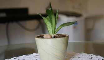 Loft Pinheiro - Foto 2