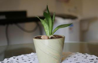 Loft Pinheiro - Foto 2