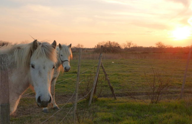 Logis Le Nid du Pont de Gau - Foto 97