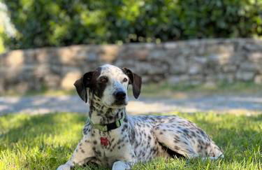 Casale Milleseicento - Foto 35