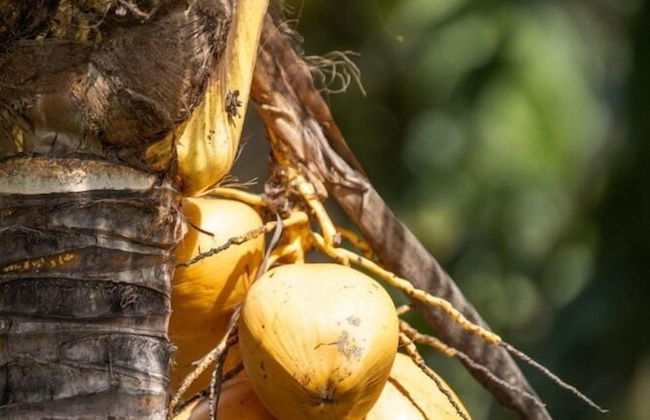 Domaine Desaubin Luxury Villas - Foto 36