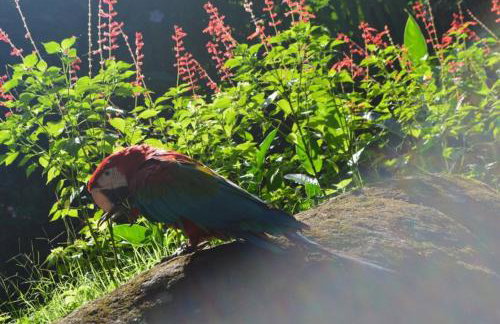 Chalés Cachoeira Azul - Foto 61