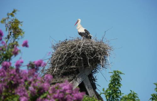 Historisches Haus Uhlenhorst - Foto 34