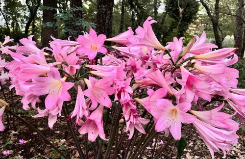 Poggio Roseto - Foto 56