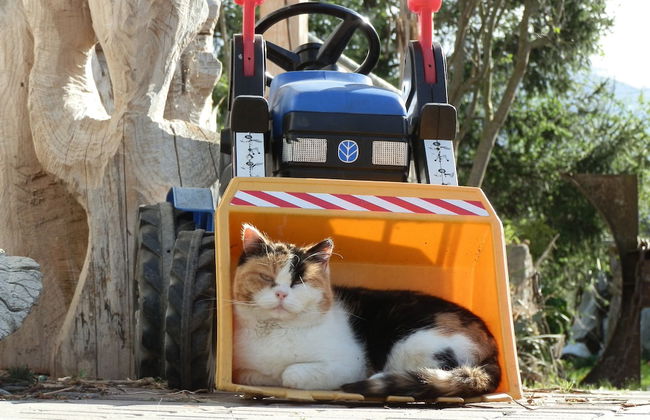 Steigmatt Bauernhof - Erlebnis - Foto 68