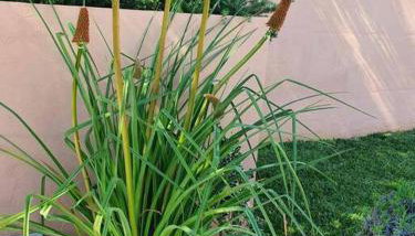 Villa Jolanda - Foto 4