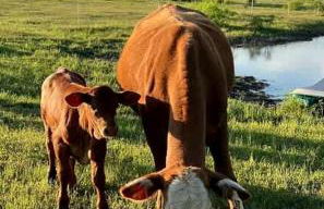 Tranquil Modern Cabin with Friendly Farm Animals & Pond Views Near Cedar Creek, Texas - Photo 23