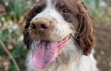 The Barn Yr Ysgubor - Photo 14