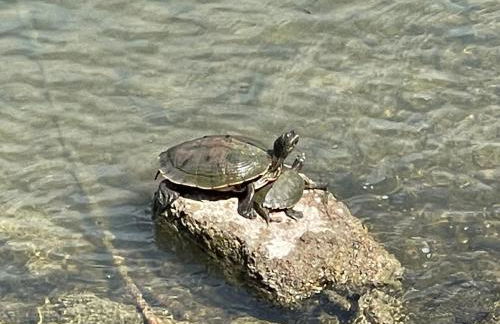 STAIRS OPTIONAL! Lakefront! Pool! On Water! Convenient Fishing! - Photo 33