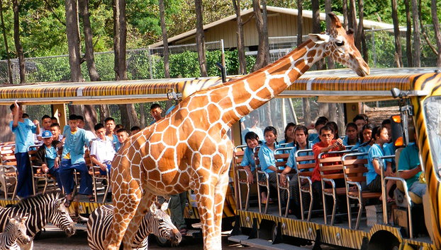 Chiang Mai Night Safari - Ticket - Foto 2