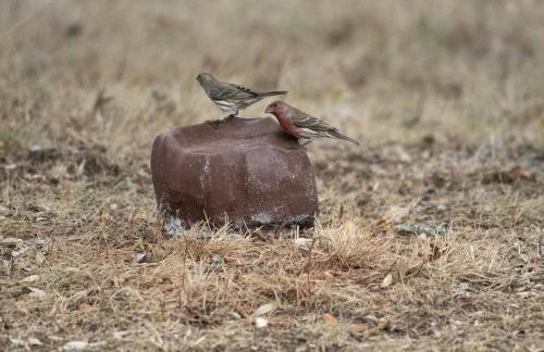 Serene Hill Country Wildlife Sanctuary with Porch - Photo 31