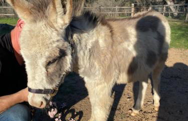 Charming Cabin in the Heart of the TX Hill Country - Photo 19
