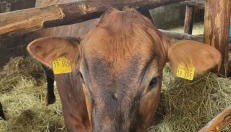 Ferienhof Rindalphorn mit Sauna in ländlicher Idylle - Foto 2