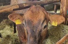 Ferienhof Rindalphorn mit Sauna in ländlicher Idylle - Foto 2