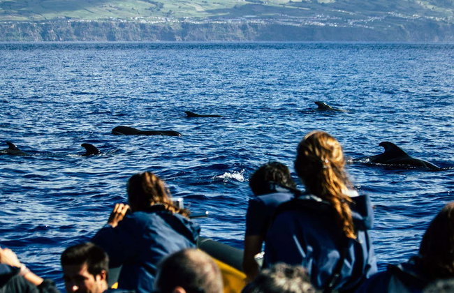 Avvistamento di cetacei + Isolotto di Vila Franca - Foto 6
