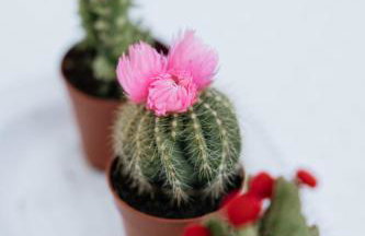 Pelion Mare near the sea - Foto 47