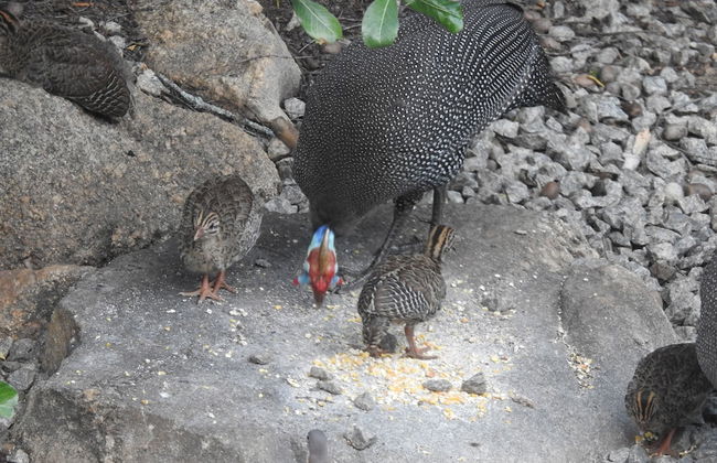 Birds Babble Self Catering Guest House - Foto 17