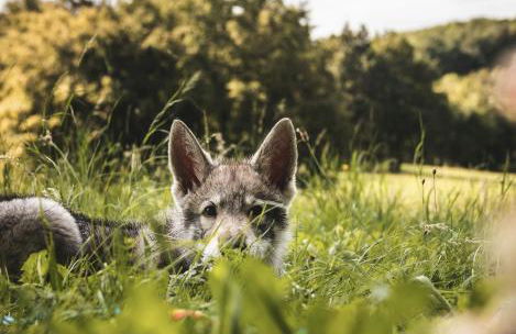 Quinta Alto da Capela - Foto 10