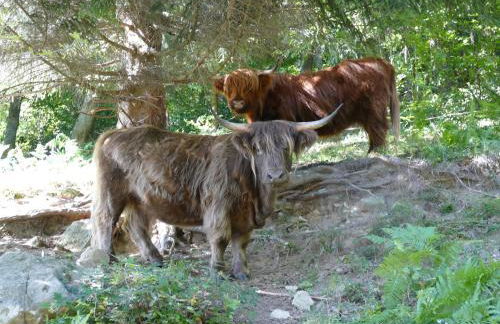 Ferienwohnung Auszeit -Gipfhof- - Foto 25