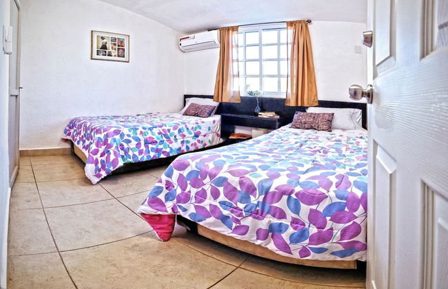 HominngBird - Foto 21