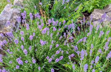 Ferienwohnung Klaus Siegritzberg - Foto 5