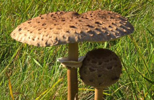 Exklusive Ferienwohnung Bad Salzschlirf - direkt am Waldrand - großer Garten kompett umzäunt - Hunde willkommen - 2 private Stellplätze - Foto 78