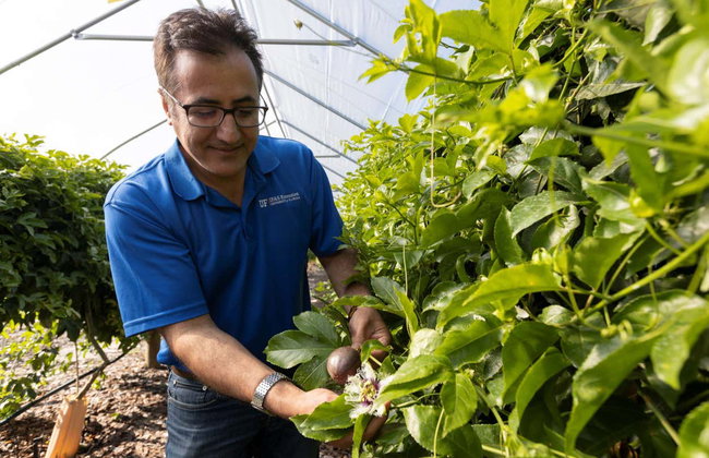 Tour del maracuyá por la Sierra Nevada de Santa Marta - Foto 6