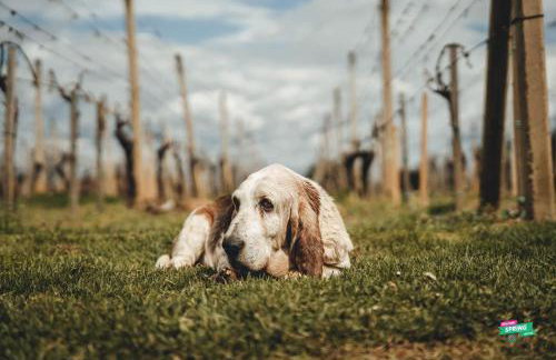 STRUČIĆ WINERY ESTATE - Foto 22