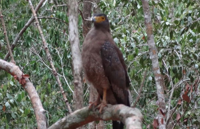 Wilpattu Tree House Hotel - Foto 48