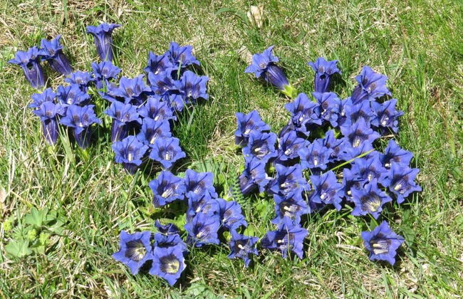 Amici 1. OG West - Foto 45