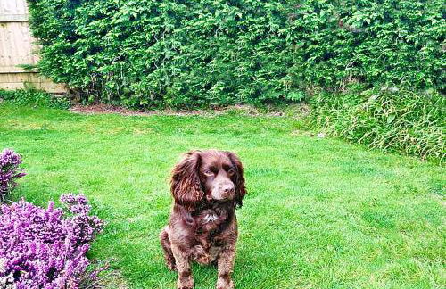 Romantic Cosy Cottage with Beach & Attractions just mins away! Perfect for Couples & Family Stays - Free Parking, Large Garden & Free WiFi - Foto 53