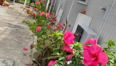 Casa Armonia - Foto 5, Garden view