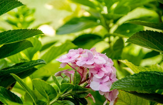 Hotel Cantinho Das Flores - Photo 50