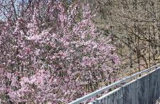 Diemelsee Chalet - romantisches Ferienhaus im Sauerland Nähe Willingen Winterberg mit Seeblick - Foto 19