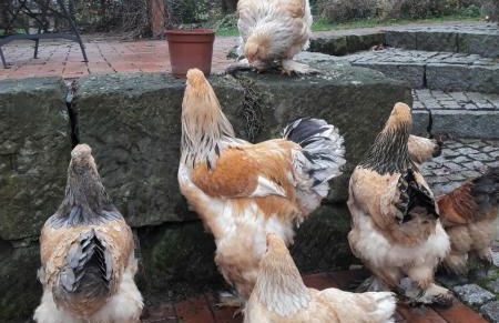 No.5 - Ferienwohnung Schkade - Foto 28