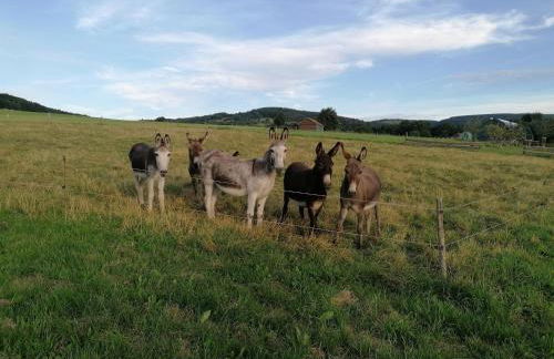 Ferienwohnungen Schmitt in Ehrenberg - Foto 7