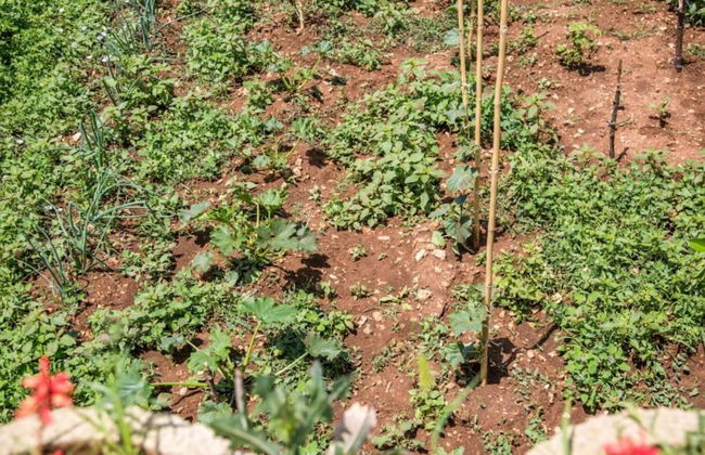 Stone Villa Bosnic - Foto 34