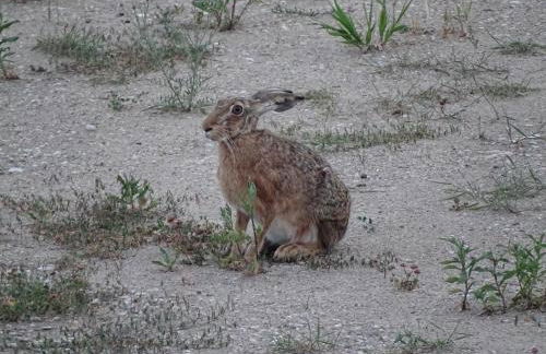 Feriendomizil am Störmthaler See, Lagovida, Leipziger Neuseenland, Großpösna, Privatstrand - Foto 56