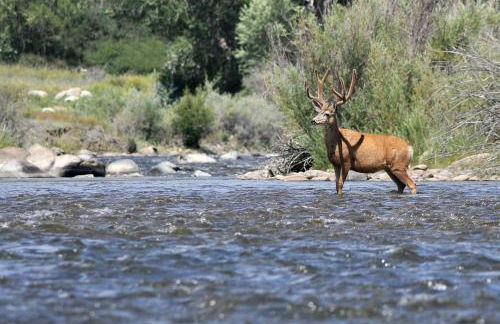 Stunning Mountainside Cabin Rental with a View Nestled in the Heart of the Colorado Rockies - Foto 40