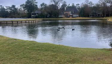 The Woodlands - Photo 5