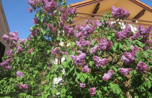 Apartmani Gracijela - Foto 3