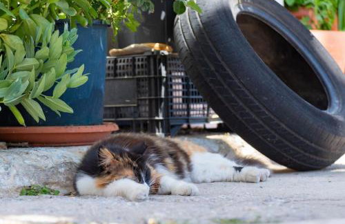 Hippocampus Home - Photo 37