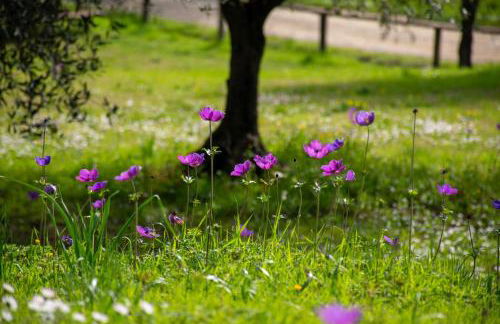 Agriturismo Fattoria Di Maiano - Foto 8