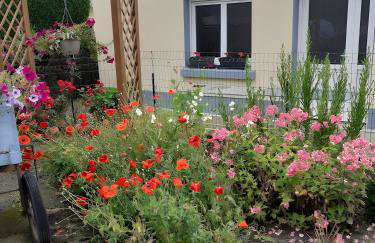 Les Coquelicots En Baie De Somme - Foto 15