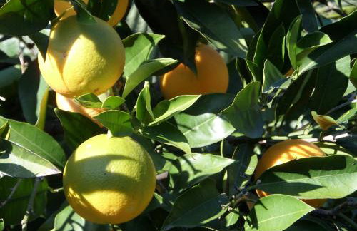 "Torretta House", inside Le Agavi Private Park on Lerici hill, shared Pool and Tennis, AC, parking next door, additional parking in Lerici, Cooking Lesson and Wine Tasting - Photo 41