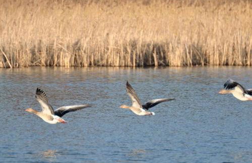 FeHaus Am Walnussbaum - Foto 34