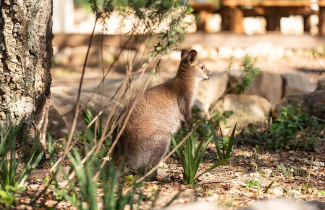 Natura Fun House & Camping - Foto 30