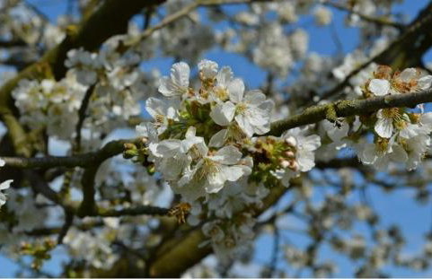 Ferienwohnung Zum Bienenstock - Photo 11